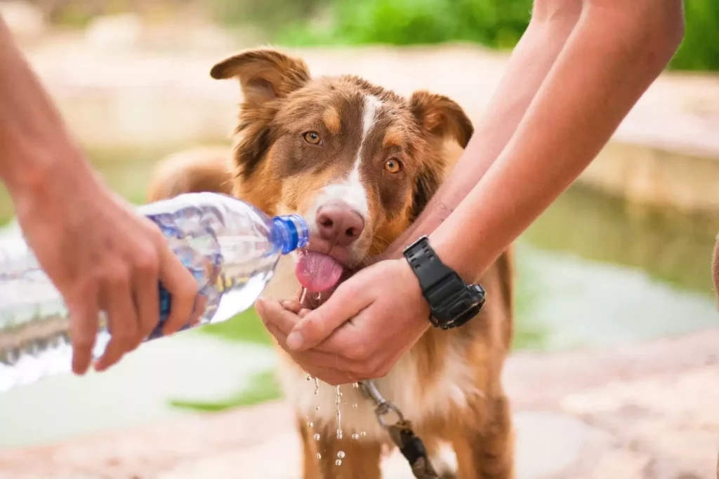 Summer Safety for Dogs