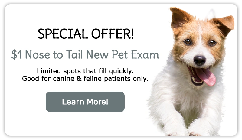 Special Offer! $1 New Client Exam!