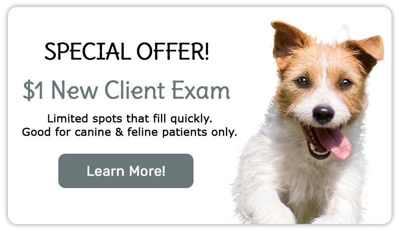 Special Offer! $1 New Client Exam!