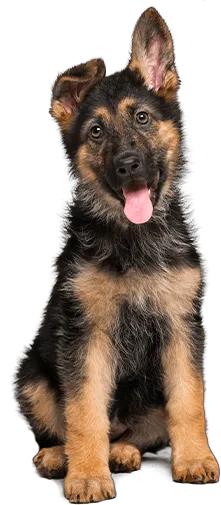 German Shepherd puppy