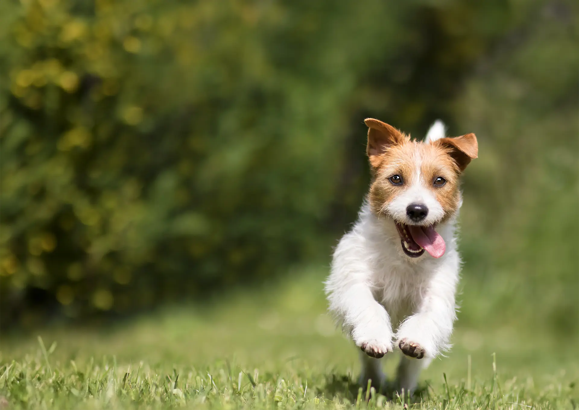 Terrier dog