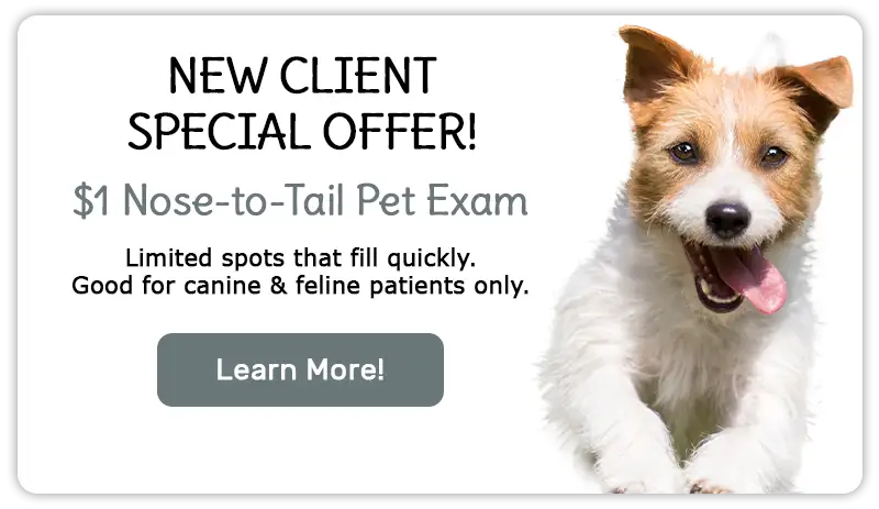 New Client Special $1 Nose-to-Tail Pet Exam