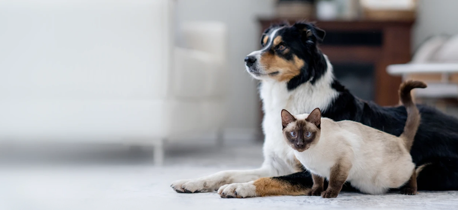 Dog and cat in a living room