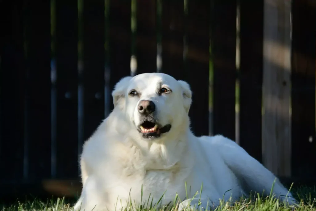 Autumn with Senior Pets