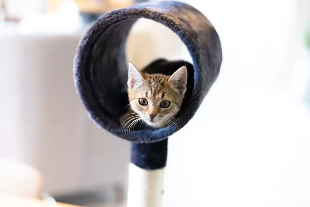 Choosing Your Pet’s Kitty Furniture