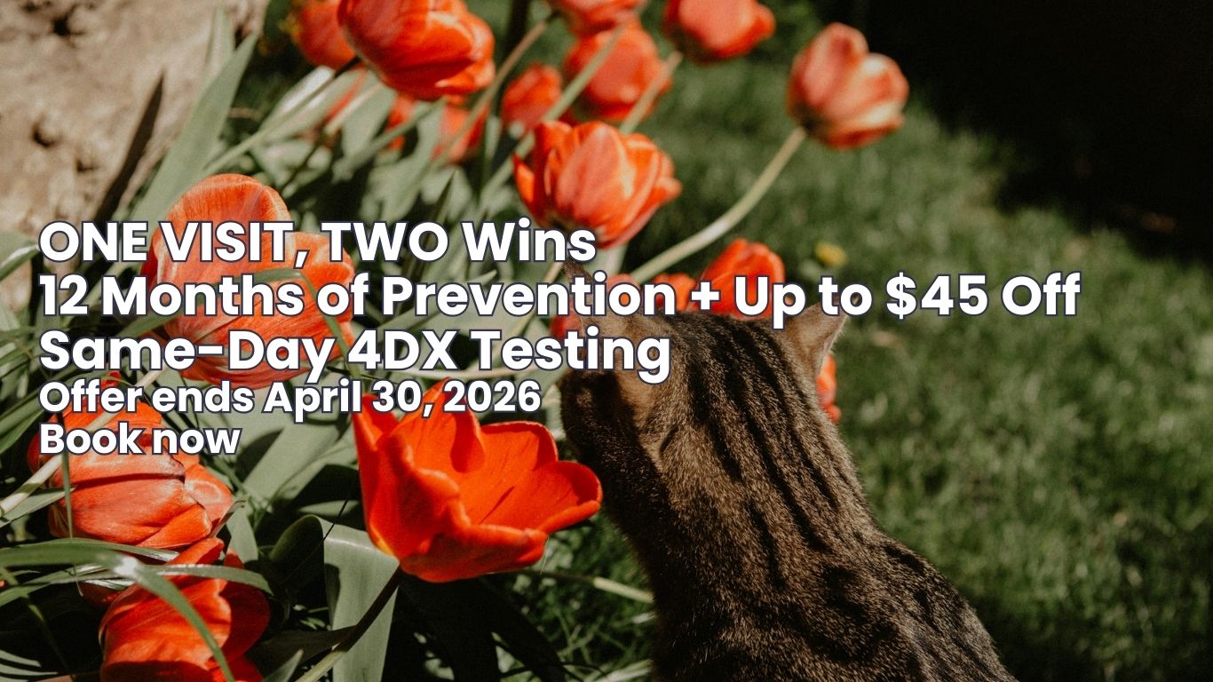 Dog and cat in a living room