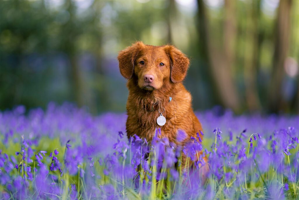 Spring Pet Wellness Exams in Guelph: What Your Vet Is Looking For and Why It Matters