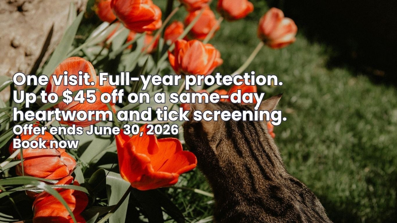 Dog and cat in a living room